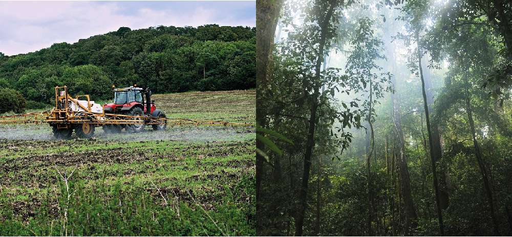Bosque tropical y campo agrícola